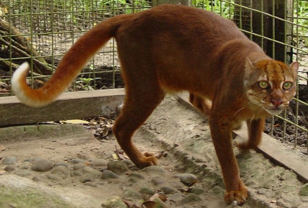 10-most-amazing-small-wild-cats-be-fascinated-with-the-elusive-bornean-bay-cat