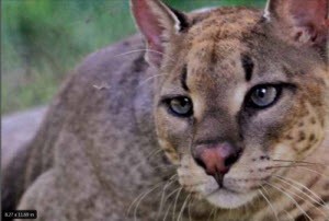 African Golden Cat