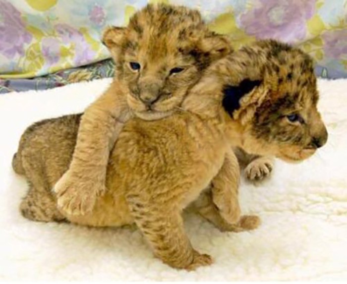 Baby ligers are delivered only through Caesarian deliveries