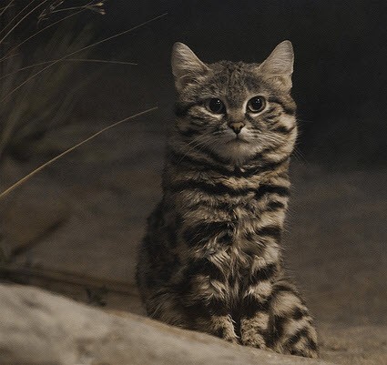 Black-footed Cat