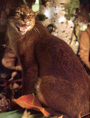 Borneo Bay Cat