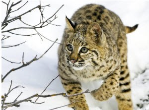 Iberian Lynx