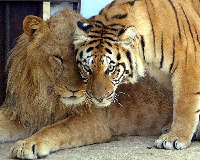 Ligers are the result of putting a Mama Tiger and and Papa Lion in one room