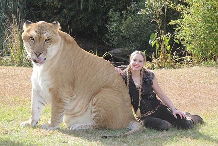 Ligers are thought to be the biggest cats in the world