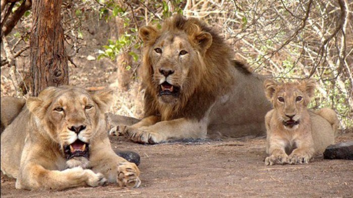 Ligers were bred by accident