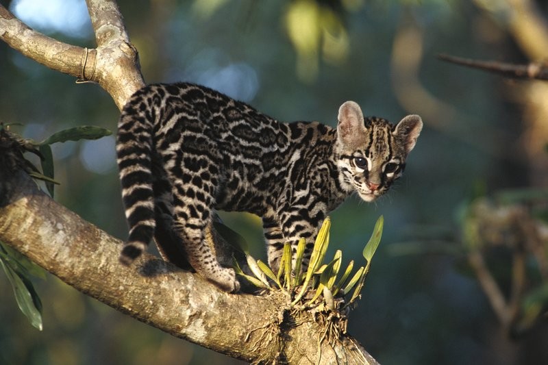 Margay