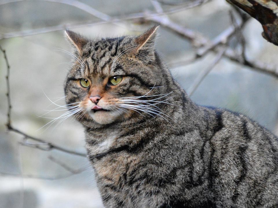 Scottish Wild Cat