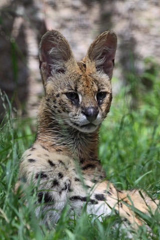 Servals