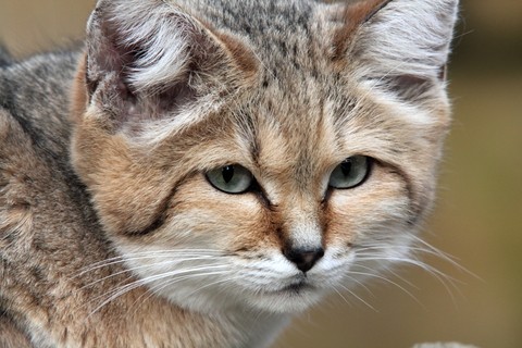 The Sand Cat